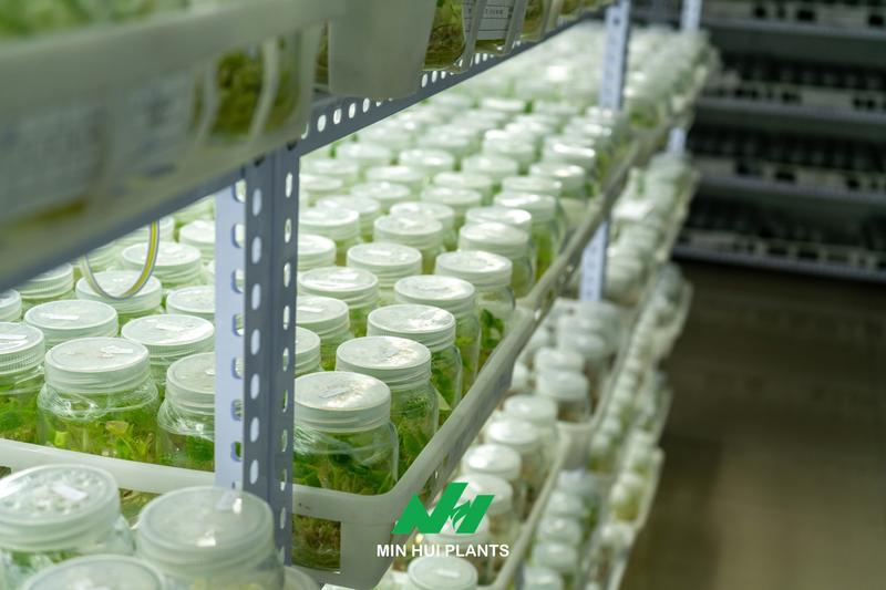 Genetic Fidelity in Plant Tissue Culture: Why Rapid Multiplication Is Meaningless Without Stable Plant Characteristics